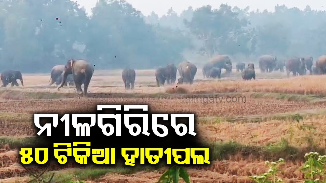 Massive herd of elephants enters Odisha's Nilgiri forest range, damaged paddy crops || Kalinga TV