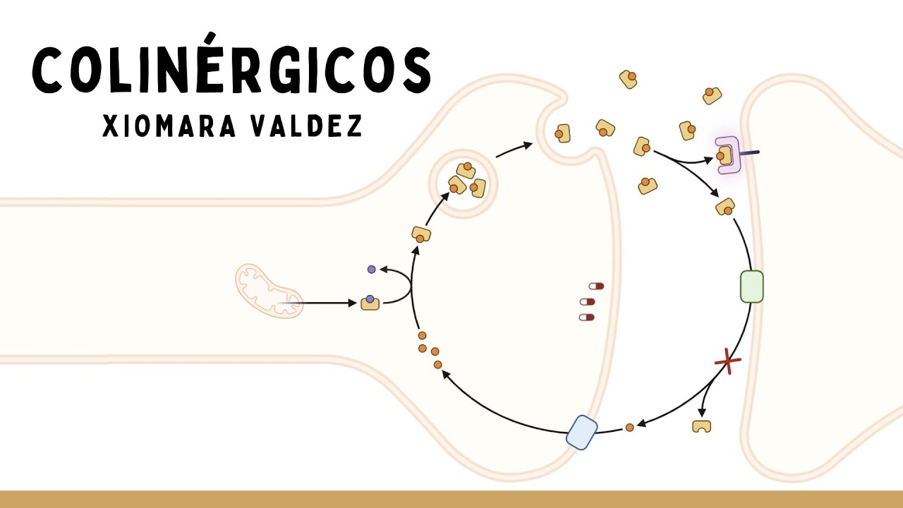 COLINÉRGICOS Y ANTICOLINÉRGICOS: Intoxicación Por Organofosforados | Farmacología