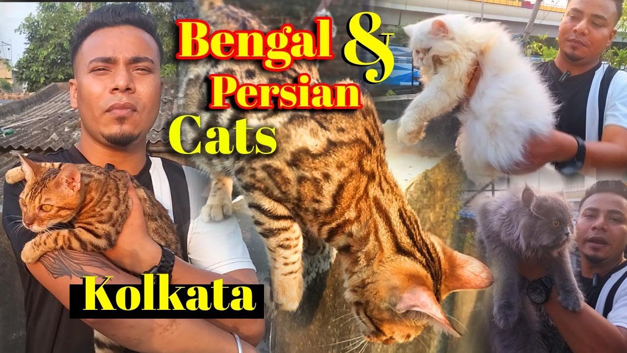Biggest Exotic Bengal Cat & Persian Cat Cattery in Kolkata | Cats Special Vlog | Bengal Cats