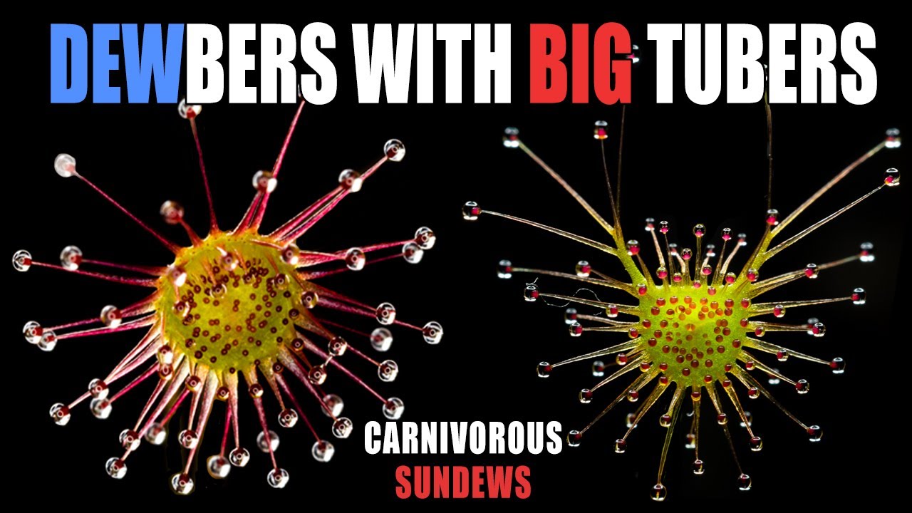 Unique Carnivorous Plants: Tuberous Sundews are the Sparkliest Plants in the World