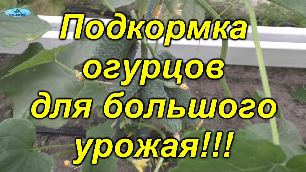 Огурцы- подкормка для БОЛЬШОГО урожая!