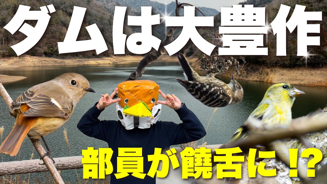【鳥部ちゃんねる】vol.24　ダム鳥さんぽで素人感爆発！　豊作過ぎて前に進めません！ＳＰ( *´艸｀)