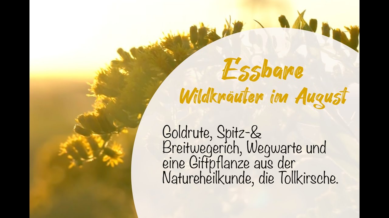 Essbare Wildpflanzen Deutschland