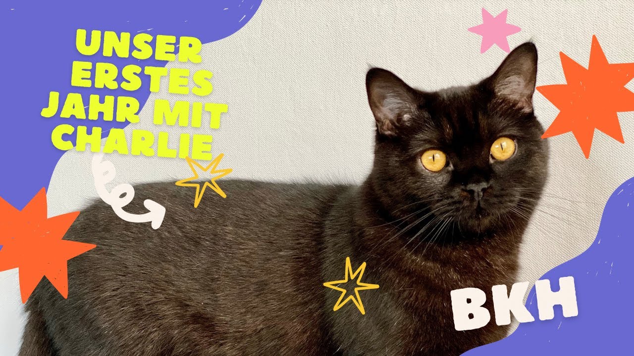Unser erstes Jahr mit Charlie - einem Britisch Kurzhaar Kater BKH - Die Winnies