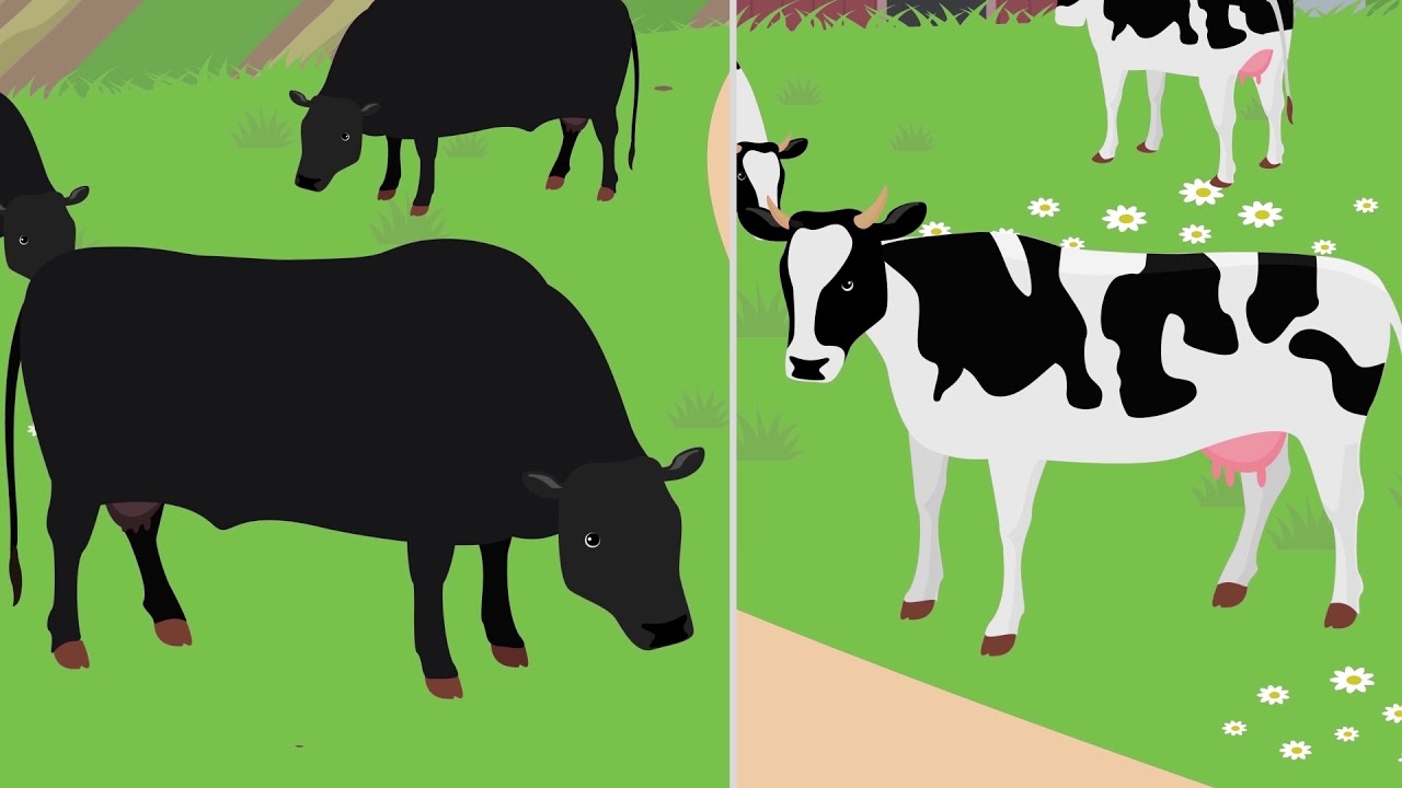 What is genome editing?