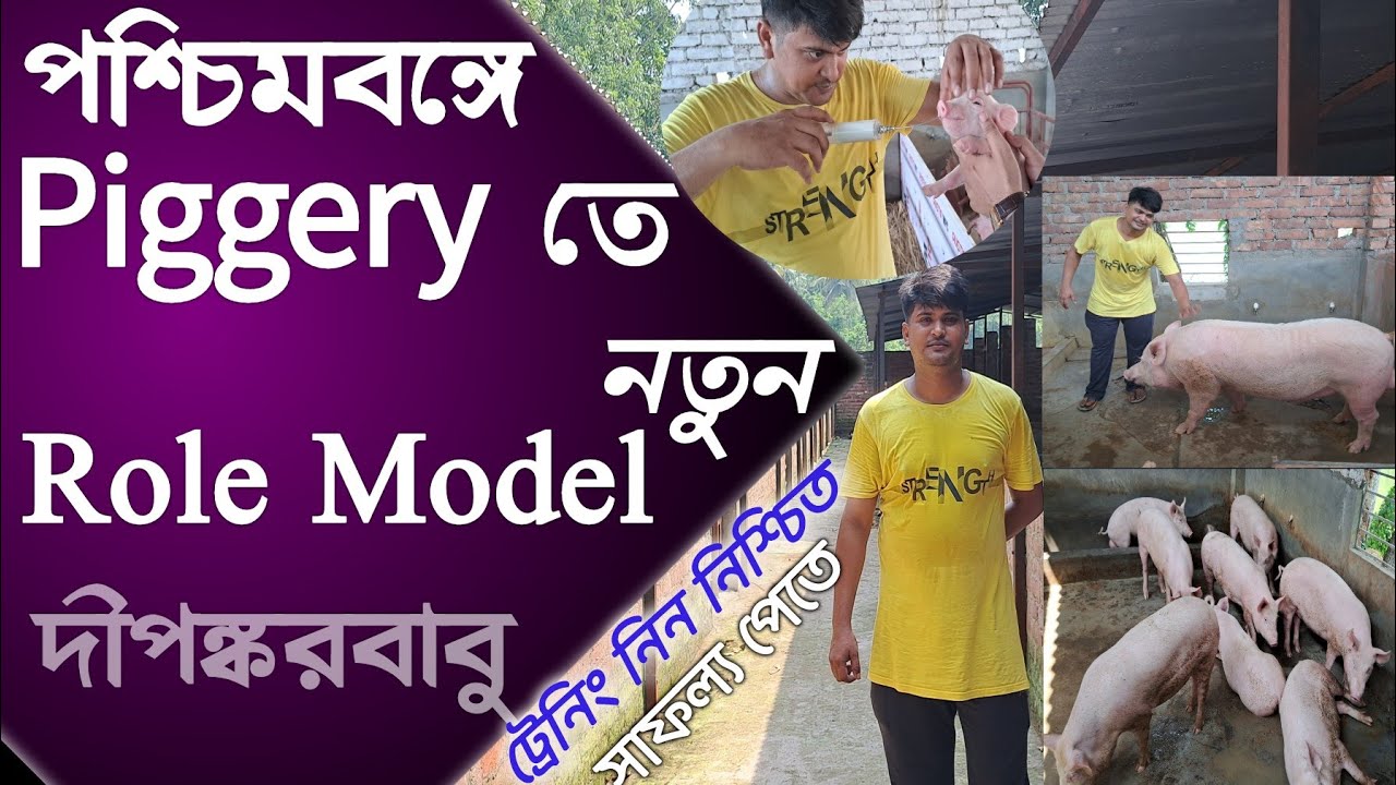 পশ্চিমবঙ্গে piggery তে নতুন Role model নদীয়ার দীপঙ্কর বাবু।