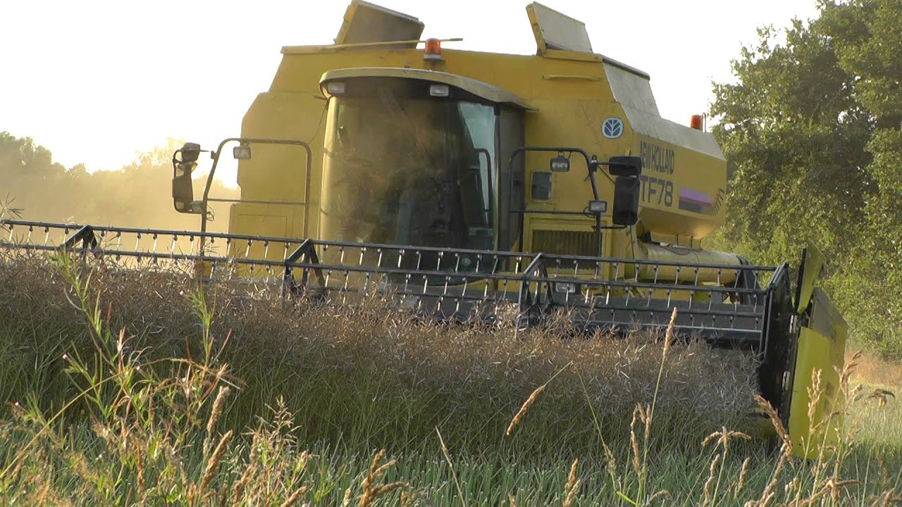 New Holland TF 78 schleicht durch den Raps![HD]