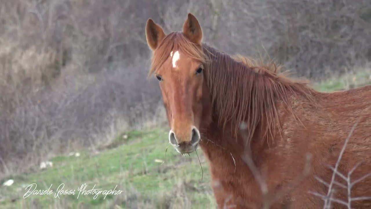 RDVideo - cavalli selvaggi sui monti della calvana (26 Dicembre 2025)