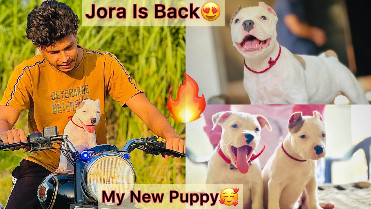 Surprise Reveal🔥My New Puppy😍Jora Is Back🥰