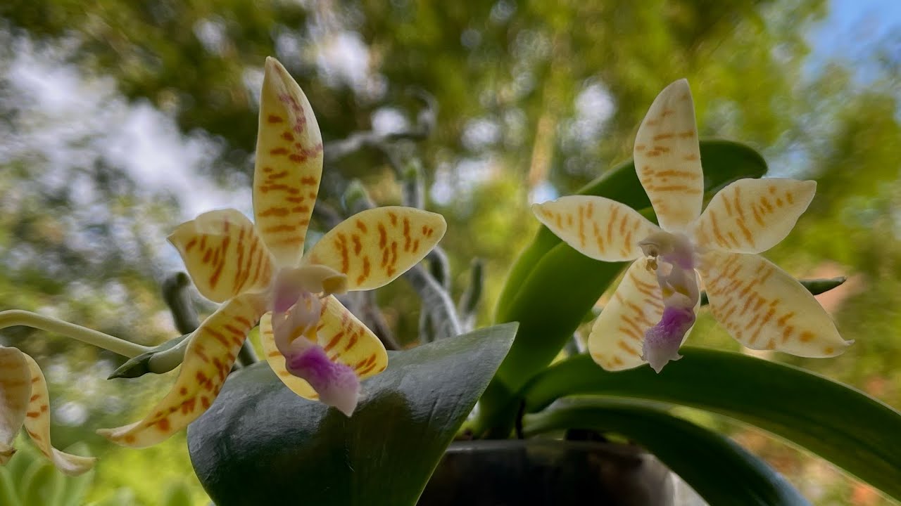 PHALAENOPSIS PALLENS DENTICULATA