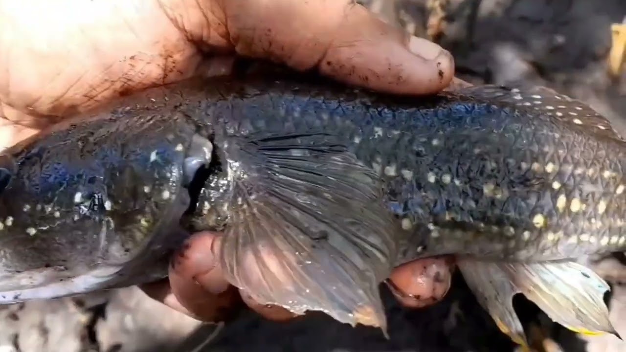 Bertualang di hutan mangrove Pulau Adi, mancing ikan gabus dan dapat banyak kerang. Part#1