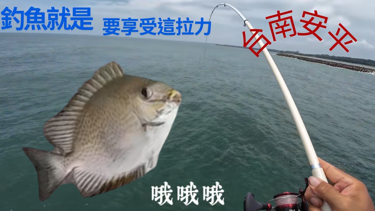 台南安平|巧遇網紅胖咪|釣魚就是要享受這拉力| #星點臭肚 #練餌 #蘇信州 #fishing #クロダイ #감성돔 #ตกปลา #Su16888