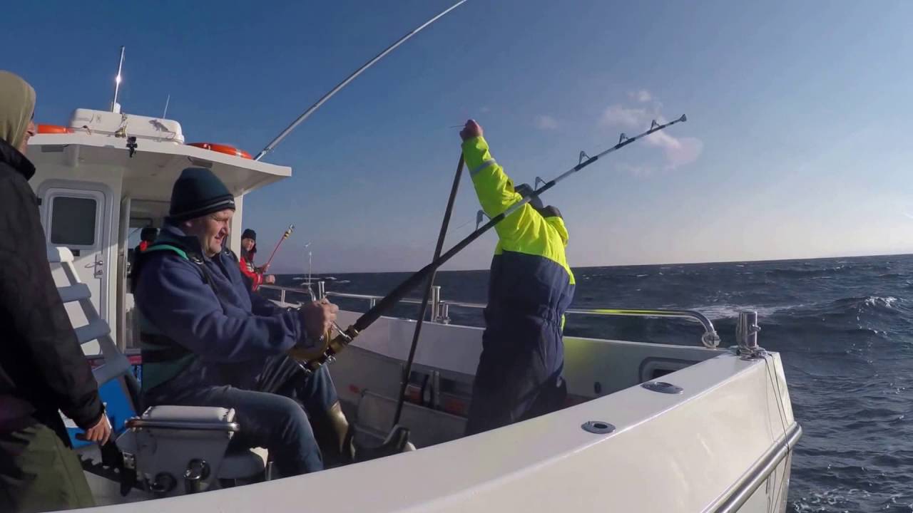 Bluefin Tuna, Oct 2016 big game fishing, Donegal, Ireland.