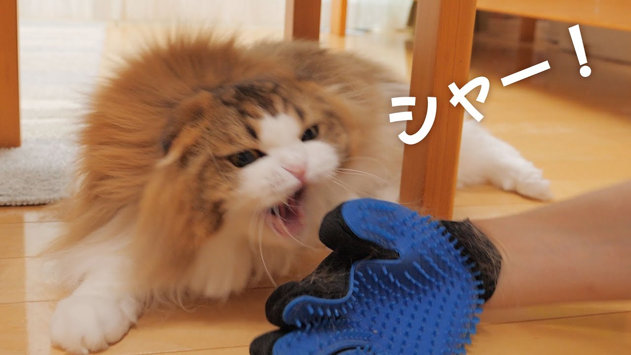大好きなブラッシング中に突然激怒して吠える猫【パパしょんぼり】