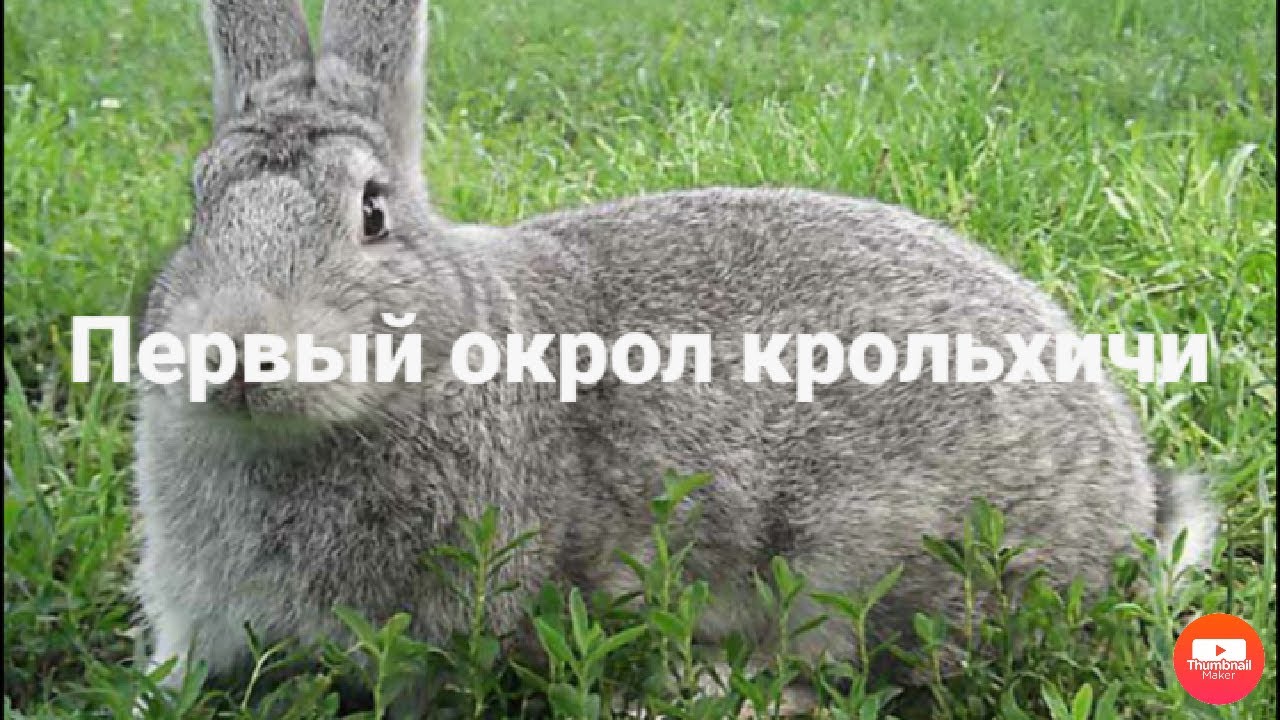 Первый окрол крольчихи.