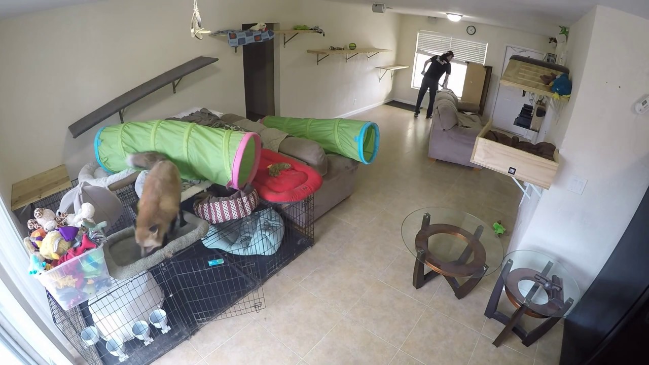 High speed cleaning day with an American red Fox