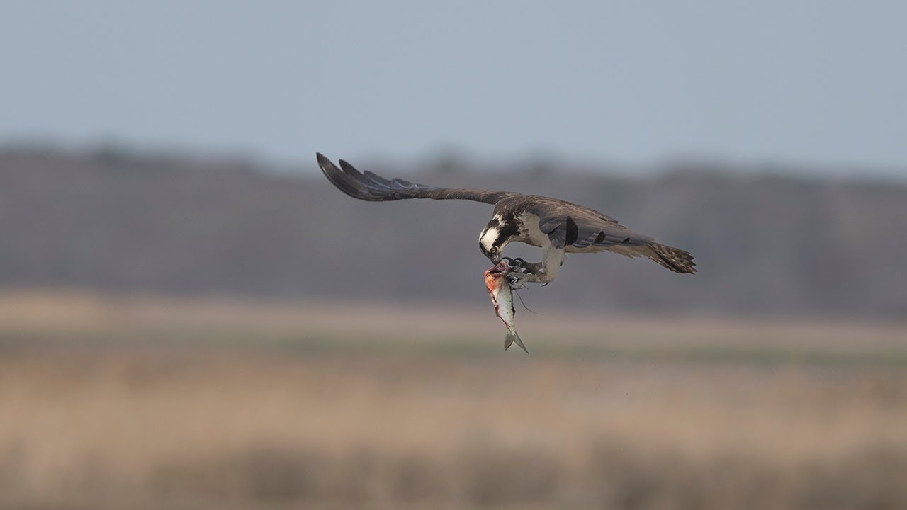Osprey nesting video using the Nikon Z9 - Comparing Nikon 500PF, 600mm F4 and 800mm 5.6