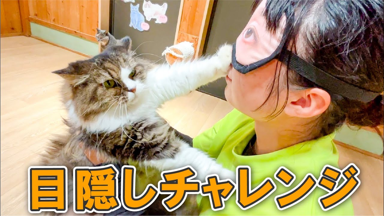 猫担当の飼育員なら目隠しでも誰か当てられます！多分。