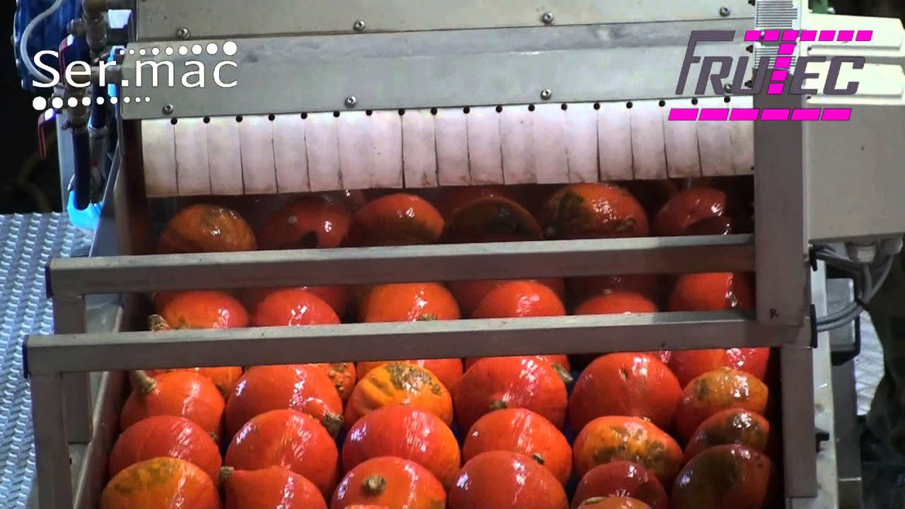 Sorteerlijn pompoenen