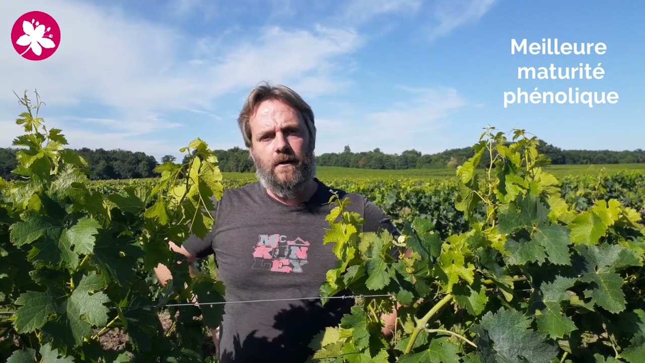 Le tressage de la vigne : intérêts, limites et pratique