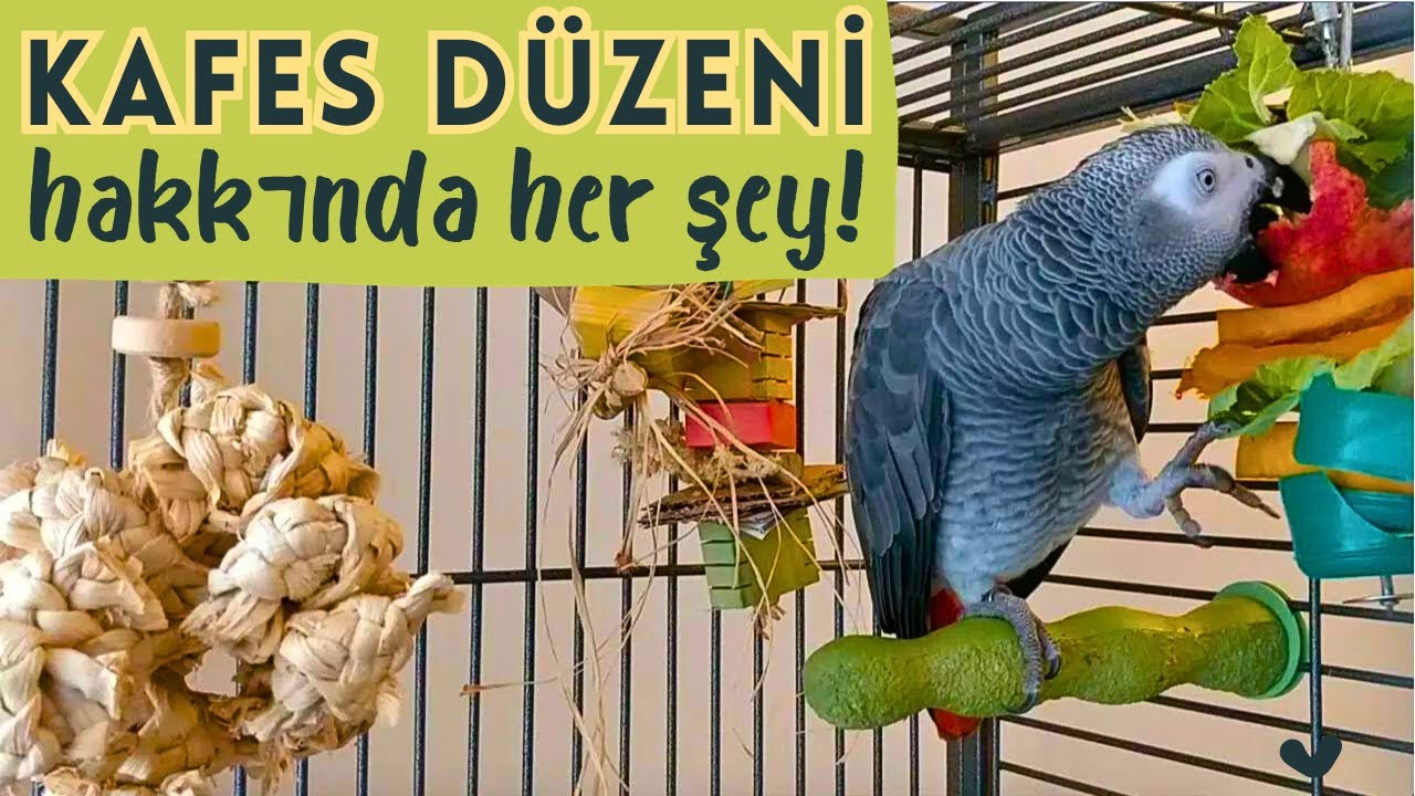 Papağan Kafesi | Kafes Düzeni | Seçimi | Papağan Kafesinde Neler Olmalı | Afrika Gri Jako, Sultan...