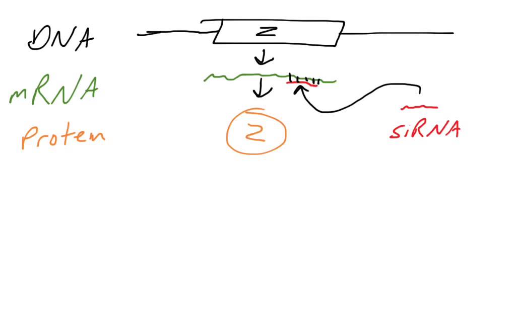 RNAi knockdown technique