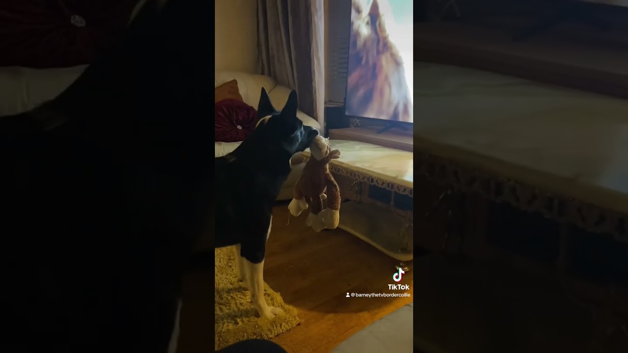 Barney the Tv Border Collie