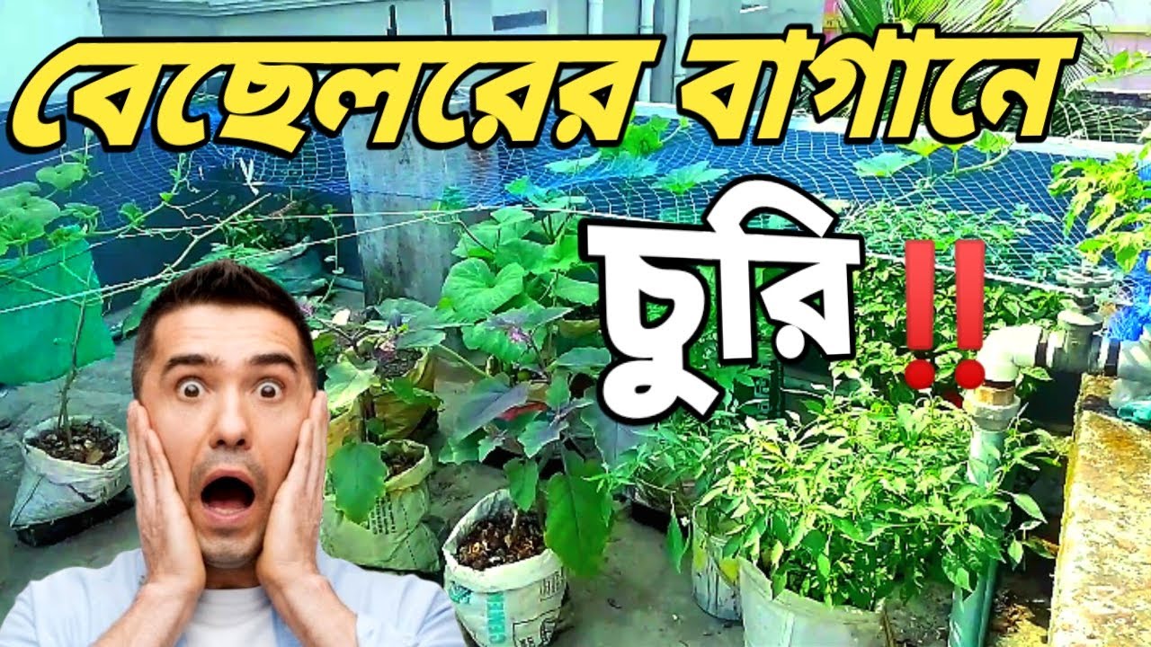 বেছেলরের বাগানে চুরি করেছে কেউ 😮😱 | বেছেলরের ছাদ বাগান | বেছেলরের ছাদে দারুণ চাষবাস
