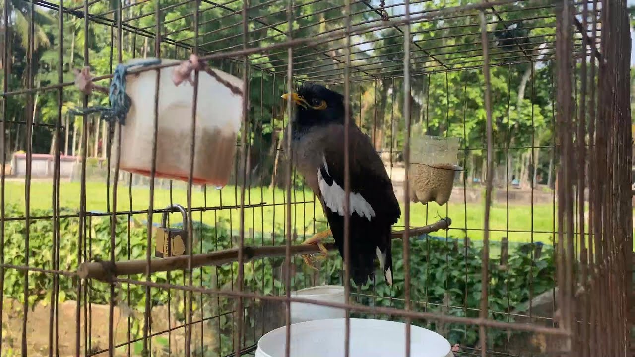 পাখিরাও কথা বলে