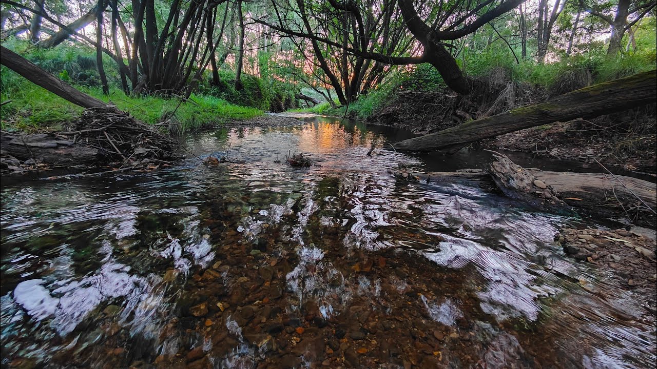 Trout And Blackfish (Greasy) Fishing In The Victorian High Country