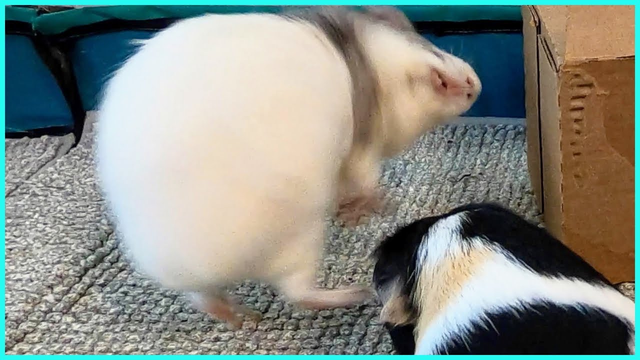 Best guinea pig noises of the wheek! (2021 Week 31)