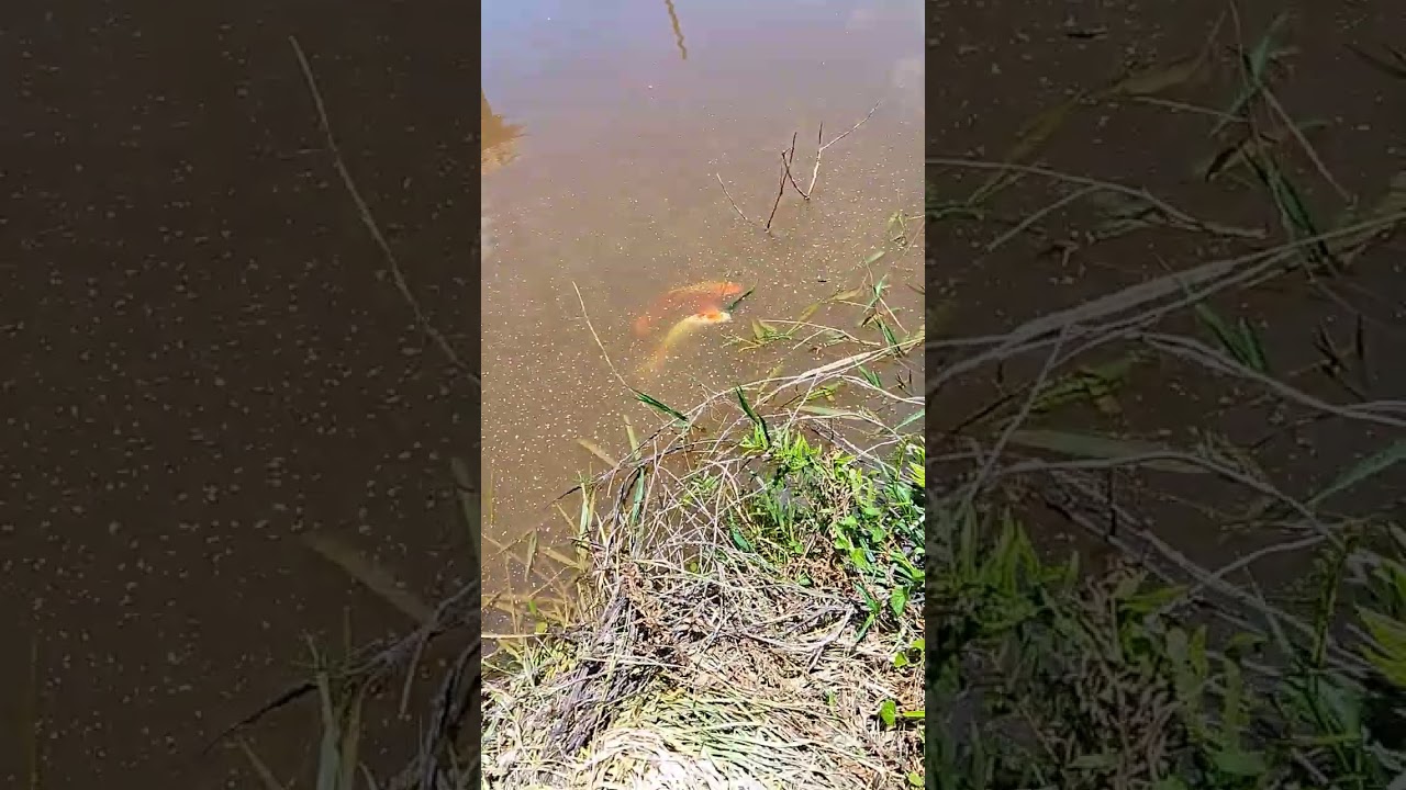 Alimentação dos peixes na represa 
