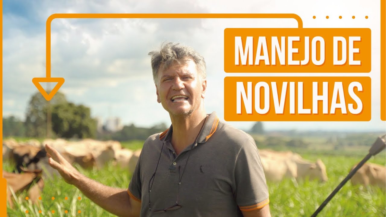 Como eu trabalho com 65 novilhas em apenas 2,4 hectares.