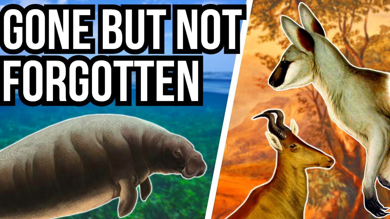 5 Recently Extinct Animals - Gone But Not Forgotten