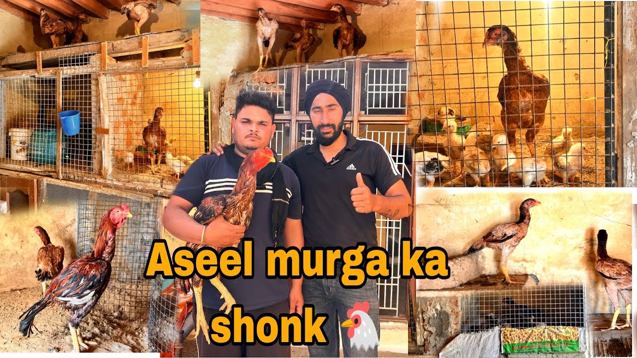 aseel murga ka shonk dekhya#aseel #viral #hjvlogsjammu #aseelmurga