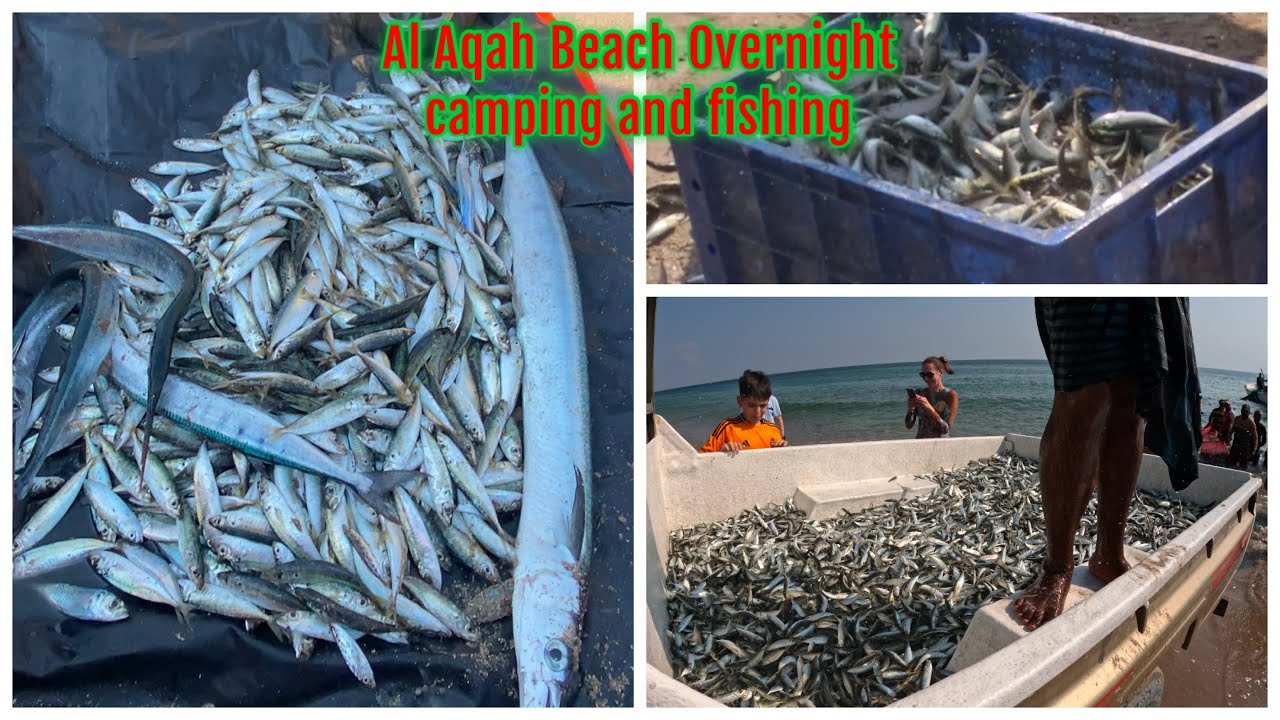 Free fish | Al Aqah beach | camping and  fishing  overnight