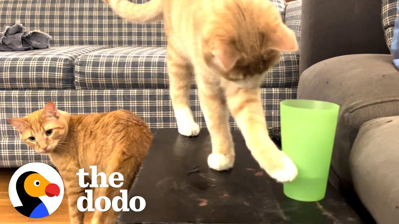 Kitten Brothers Knock Over Every Water Glass In Their House | The Dodo