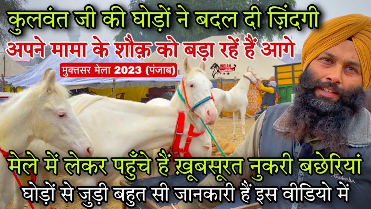 कुलवंत जी मेले लेकर पहुँचे ख़ूबसूरत नुकरी बछेरियां 9872679278 Muktsar Mela 2023 (Punjab)