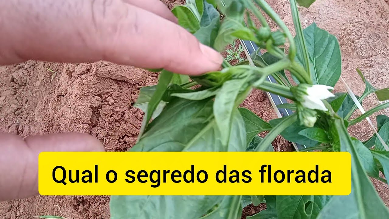 Pimentão dhara! Será que cálcio e boro segura as florada qual o segredo.