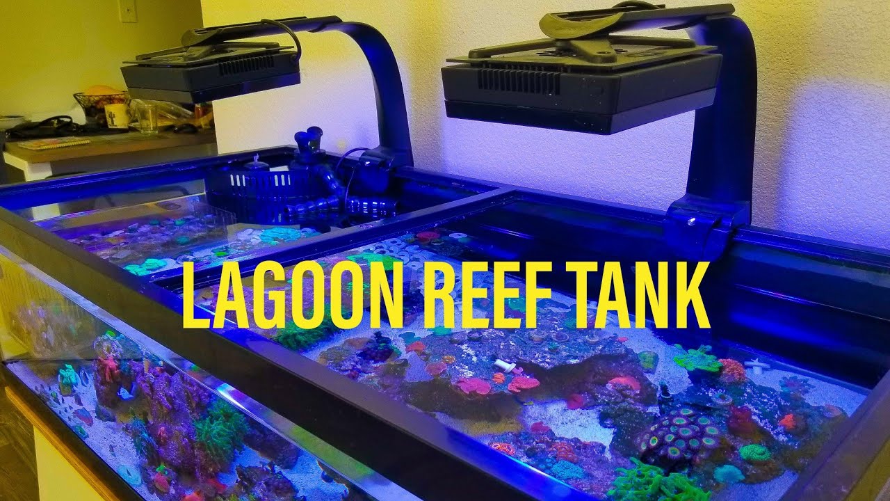 60g Lagoon Reef Tank UPDATE