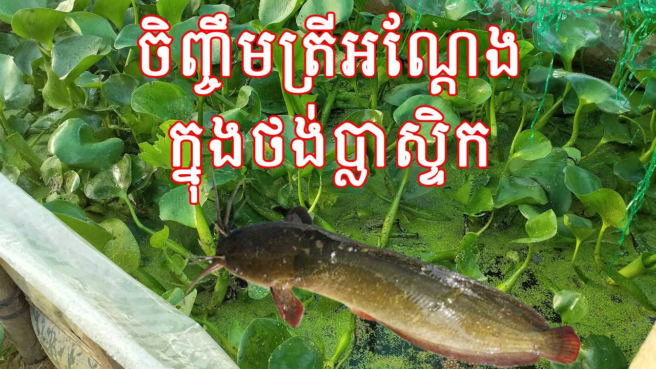 Feeding Catfish in Plastic Sack, ចិញ្ចឹមត្រីអណ្តែងក្នុងថង់ប្លាស្ទិក-ស៊ីអាសូឡា និងសត្វល្អិត