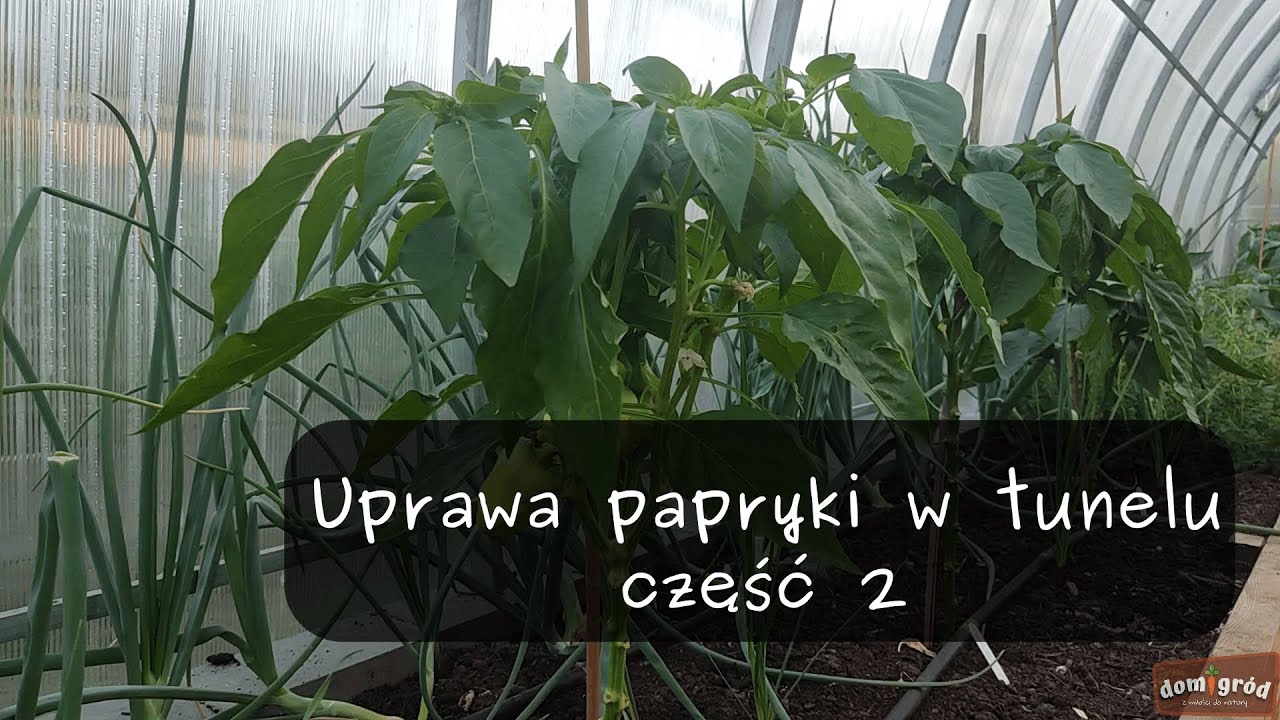 Uprawa papryki w tunelu - część 2. Wygrałam walkę z mszycą.
