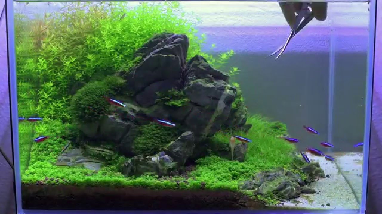 Nature Aquarium - Day 90 - trimming step by step