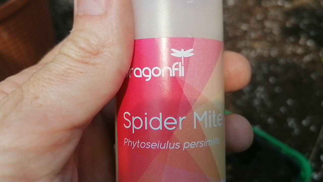 Spider Mite Control - Predator Mites