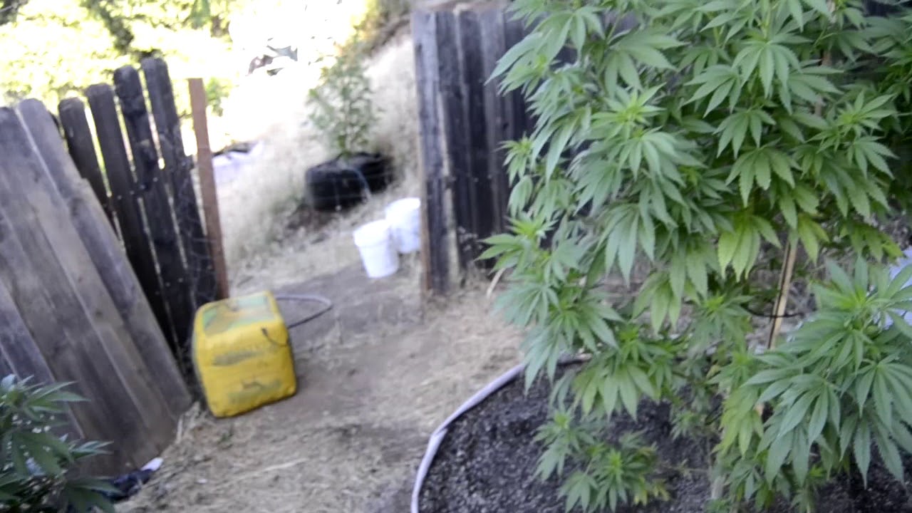 2018 outdoor grow in northern California