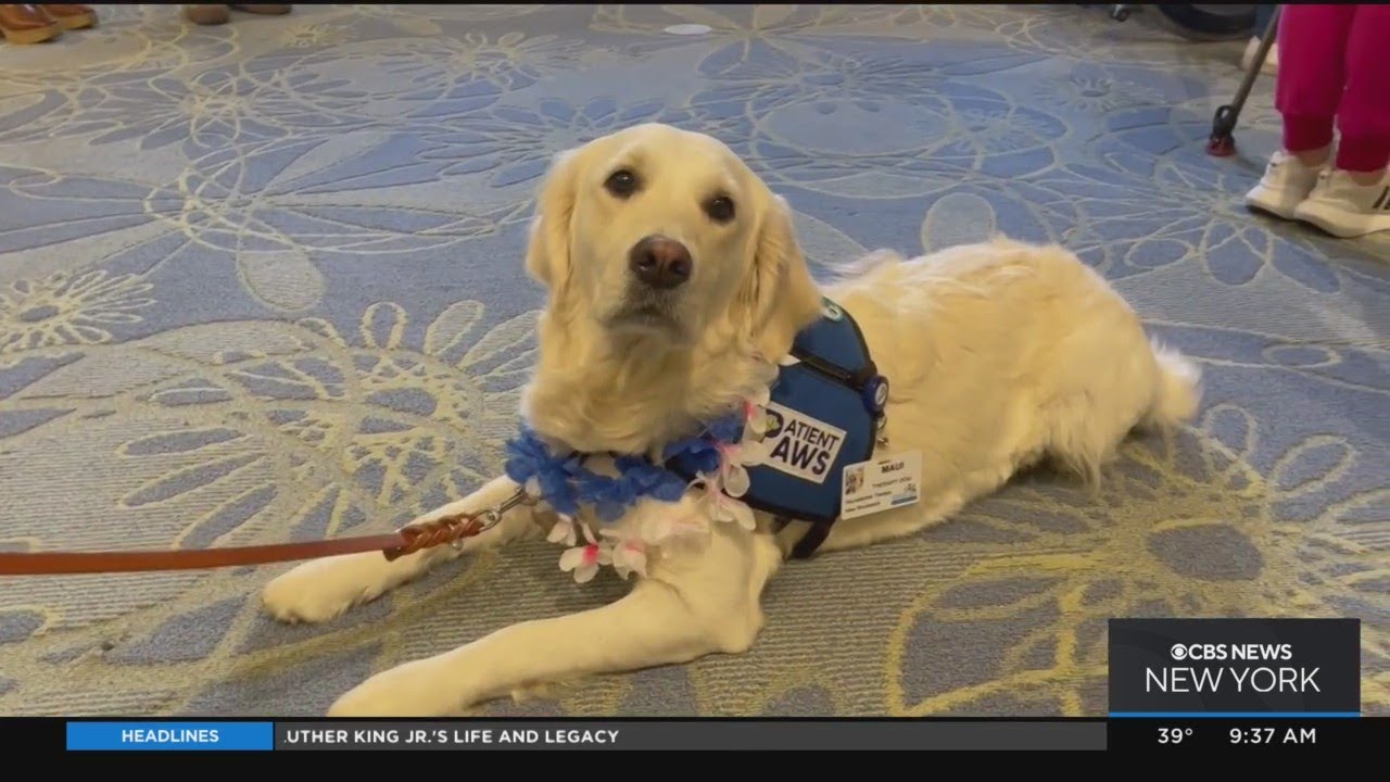 Therapy dog comforts families at local children's hospital