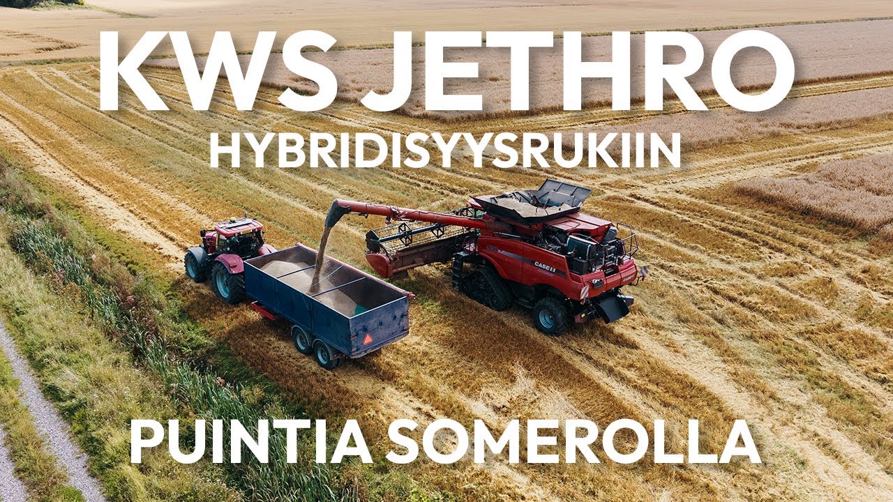 KWS Jethro Hybridisyysrukiin puintia Kaurasen tilalla Somerolla