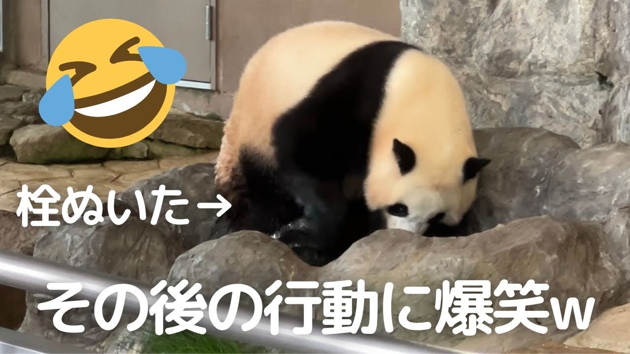 【楓浜 速報w】ついに..栓ぬいた😂怒ったのか焦ったのか..行動が面白すぎる子パンダ🍁