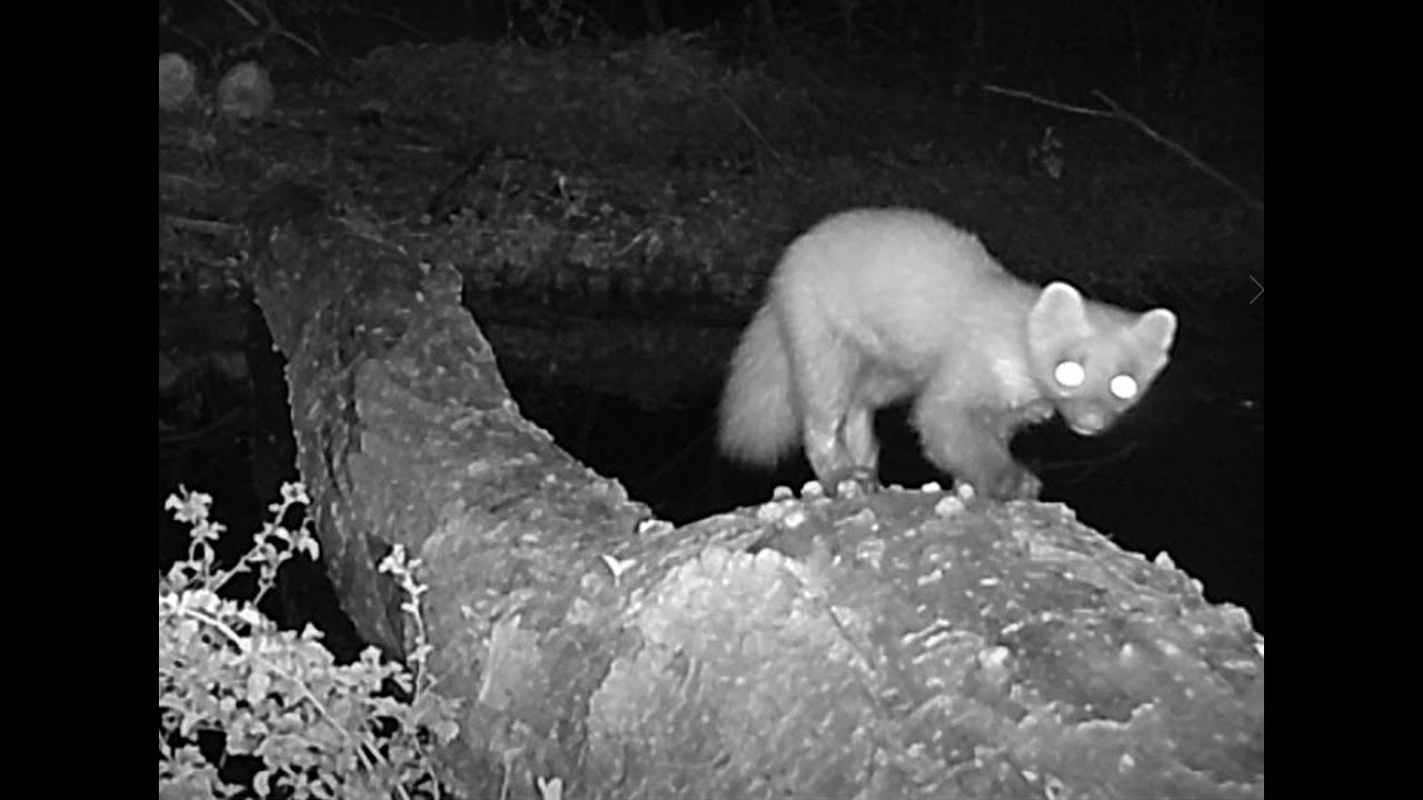 Pine marten and Fox in the middle of Amsterdam