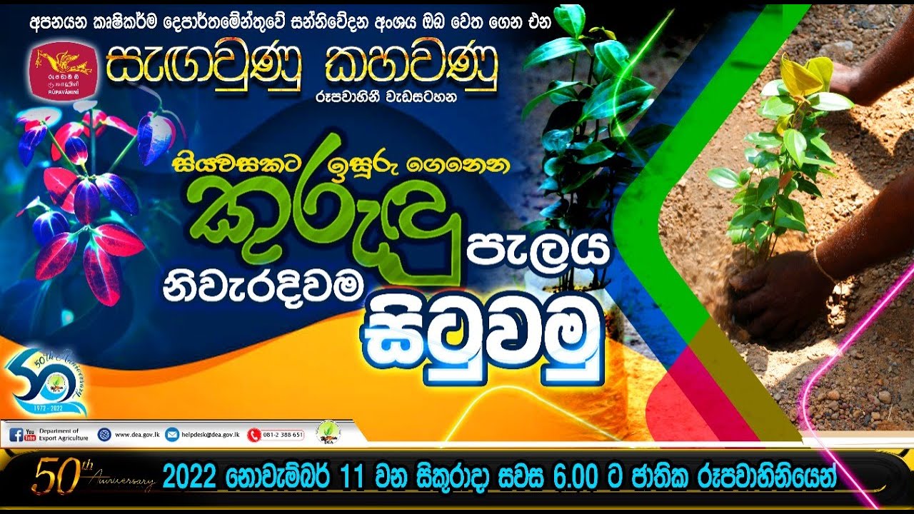 සියවසකට ඉසුරු ගෙනෙන කුරුඳු පැළය නිවැරදිවම සිටුවමු